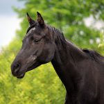 怪物と呼ばれた馬