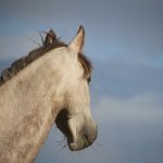 巨泉さんと競馬